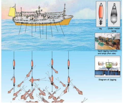 Seafood Media Group Worldnews Squid Jigging Permits May Boost